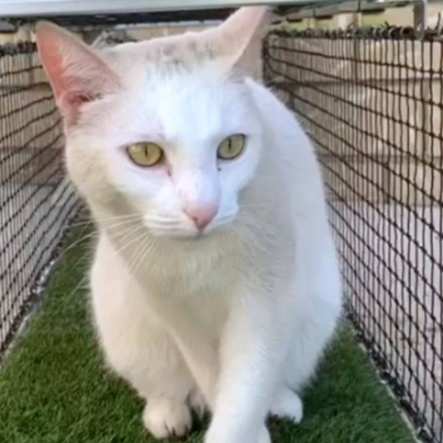 A striped cat sitting on a balcony with net protection